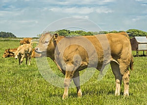 Limousin Bullock