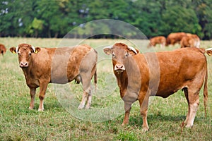 Limousin cattle on the field
