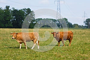 Limousin cattle on the field