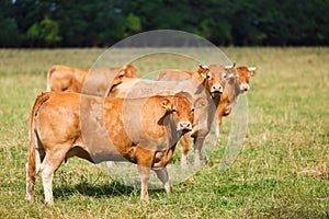 Limousin cattle on the field