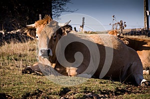 Limousin cow photo