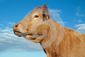 Limousin cow