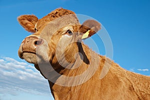 Limousin cow