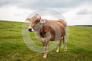 A limousin cow in the curly landscape of Belgium