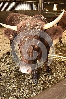 Limousin cow on a farm in France