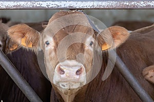 Limousin cow in a feedlot in Spain