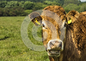 Limousin Cow