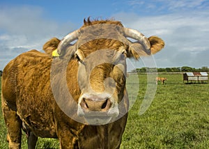 Limousin Cow