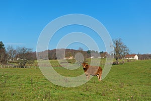 Limousin cow in landscape