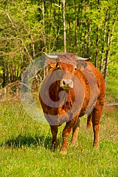 Limousin cows photo