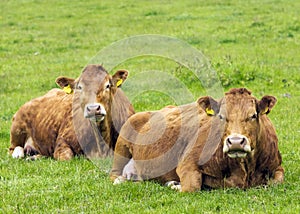 Limousin Cows