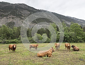 Limousin cows and bull in countryside meadow of haute provence in france