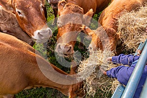 Limousin cows feeding on hay