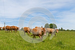 Limousin cows in France