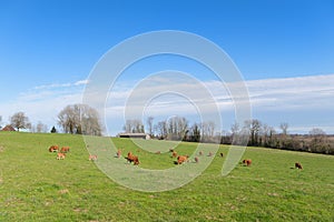 Limousin cows in landscape