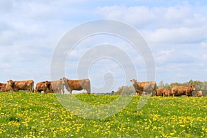 Limousin cows in landscape