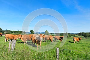 Limousin cows in landscape