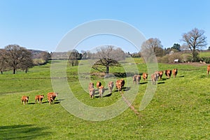 Limousin cows in landscape