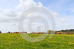 Limousin cows in landscape photo