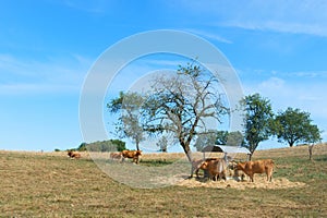 Limousin cows