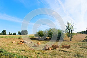 Limousin cows photo