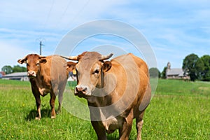 Limousin cows in France photo