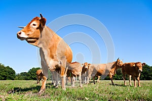 Limousin cows photo