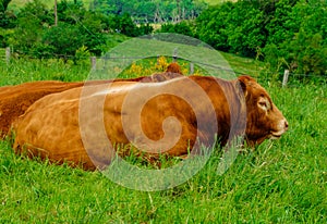 Limousin cows, resting on green grass field