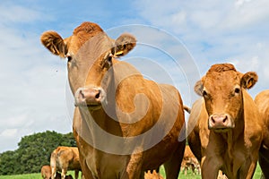 Limousin cows photo