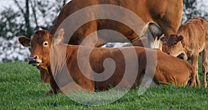 Limousin Domestic Cattle, Cows and Calves, Loire Countryside in France