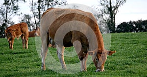 Limousin Domestic Cattle, Cows and Calves, Loire Countryside in France