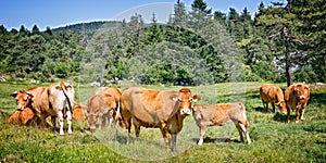 Limousine brown cows in a meadow in the mountain, Vercors, France