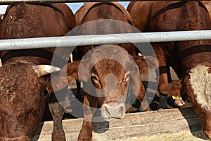 Limousine bulls on a farm. Limousine bulls spend time on the farm. Bulls eat and stand in the pen