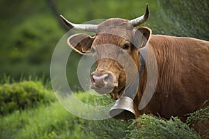 Limousine cow in the grass, Vosges, Bussang