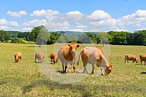 Limousine cows in France