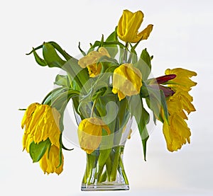 Limp bouquet of yellow tulips photo