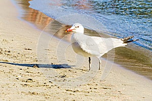 Limp pigeon in Cala Es Bot on the Island of Menorca. Spain
