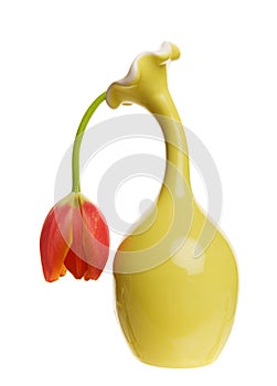 Limp tulip