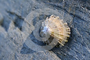 Limpet
