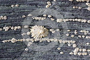 Limpet and Barnacles