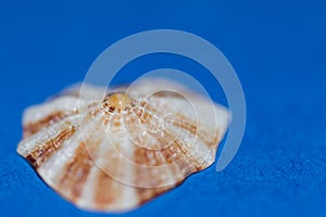 Limpet on blue background photo