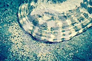 Limpet in Blue photo