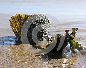 Limpet and Seaweed Neighbours