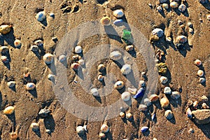 Limpet shells on a sandy beach. Background photo