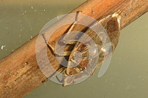 Limpet snails on back of Water Bug