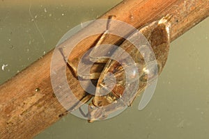 Limpet snails on back of Water Bug photo