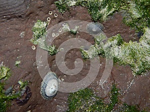 Limpet Snails on a Cliff Face, North Manzanilla, Trinidad and Tobago photo