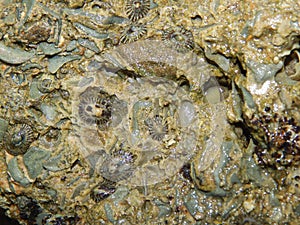 Limpet Snails on a Cliff Face, Toco, Trinidad and Tobago