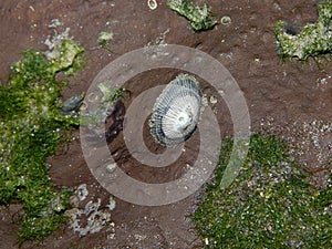 Limpet Snails on a Cliff Face, North Manzanilla, Trinidad and Tobago photo