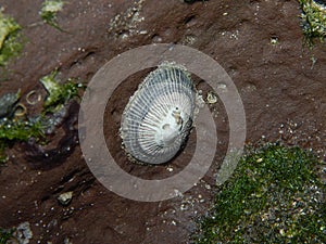 Limpet Snails on a Cliff Face, North Manzanilla, Trinidad and Tobago photo